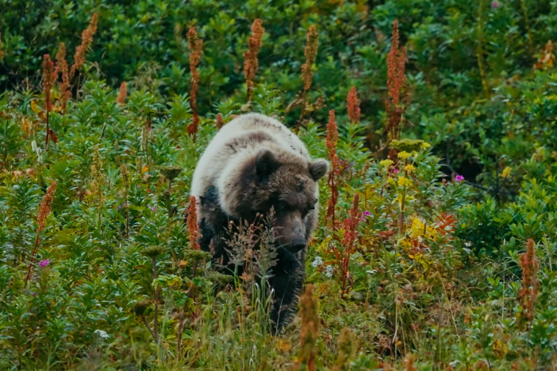 Still from the documentary The Bear Beneath